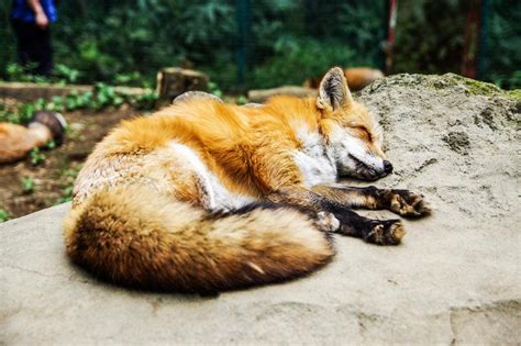 Sleeping Fox Earth Buddies