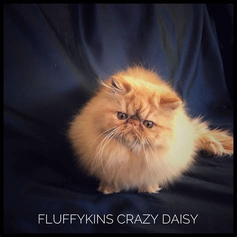 Fluffykins Crazy Daisy Red Solid Persian Kitten Ginger Kitten Ranga