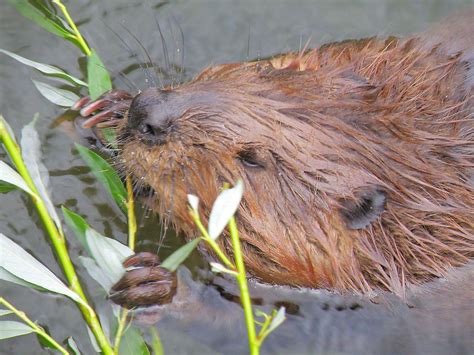North American Beaver Facts Animals Of North America Worldatlas