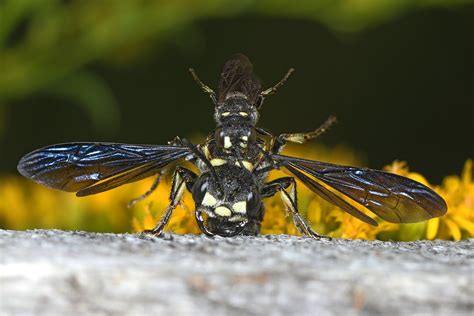 Smoky Winged Beetle Bandit Wasp Cerceris Fumipennis Mea Flickr