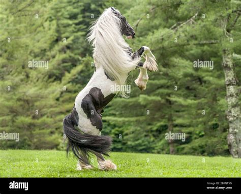 Gypsy Vanner Horse Stallion Rears Up Stock Photo Alamy