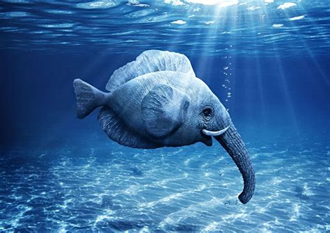 Elephant Fish Esboços De Animais Photoshop Animais