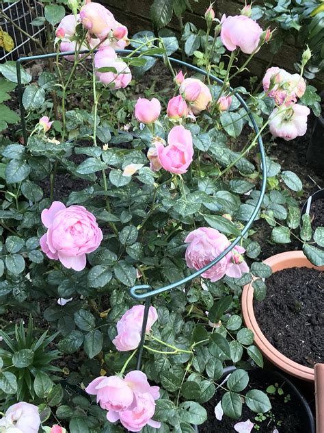 Rose — Bbc Gardeners World Magazine