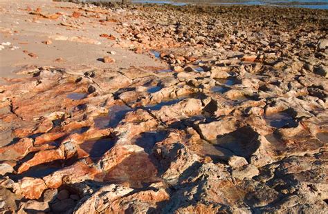 The Most Diverse Dinosaur Tracks Ever Were Documented In Western