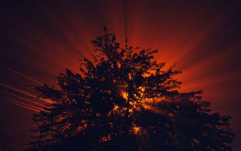 Download Wallpaper 2560x1600 Trees Rays Sun Sunset