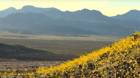 Dear leeck9330ou, thank you for your review and please do share with us what you would like to have for better shopping ambience. Death Valley is ALIVE as El Niño has led to a 'superbloom ...