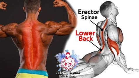 Best EXERCISE Erector Spinae Strong Lower Back Workout At Home