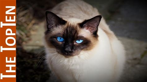 The Top Ten Most Beautiful Cat Breeds In The World Youtube