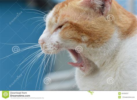Cat Stock Image Image Of Carnivores Background Proud 42436337