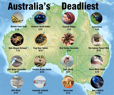 The Top 30 Australian Dangerous Animals Though Sharks Spiders And