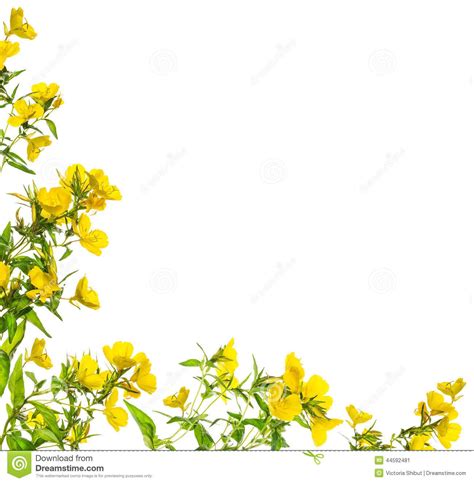Floral Corner Borders Yellow Flowers Floral Corner Frame Isolated