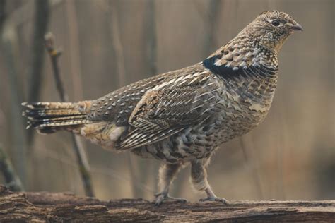 The Scientific Impact Of West Nile On Ruffed Grouse Rgs