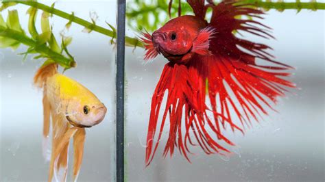 Fighting Fish Synchronize Their Moves And Their Genes Neuroscience
