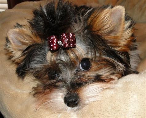 Sweet Biewer Baby Oolie Modeling Mommys Hand Made Bow Yorkie