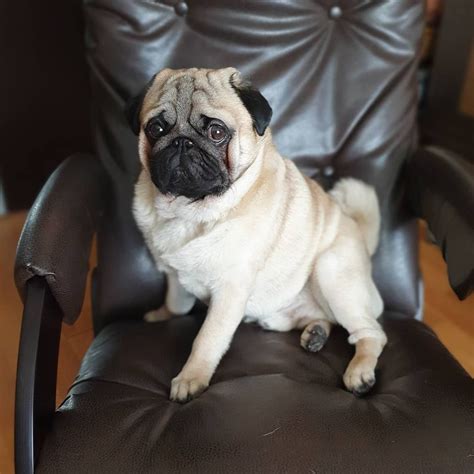 15 Reasons Why Pugs Are The Best Dogs Ever Page 3 Of 5 Pettime