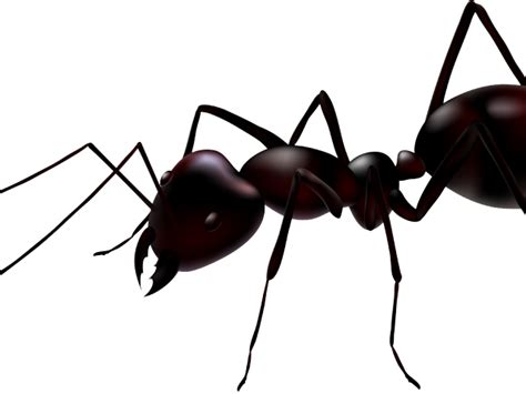 Ant Clipart Transparent Background Ant Vector Png Download Full