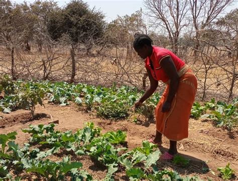How Savings Are Changing Smallholder Farmers Lives In Zambia Violet