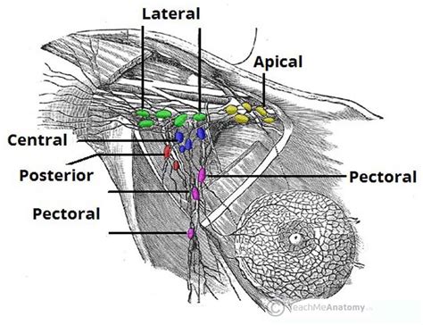 Axillary Lymph Nodes Clinical Anatomy And Operative