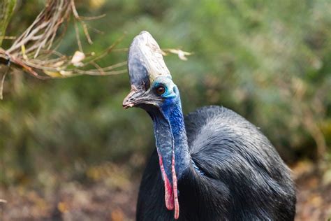 Visit Southern Cassowary A Zoo With Southern Cassowary Paignton Zoo