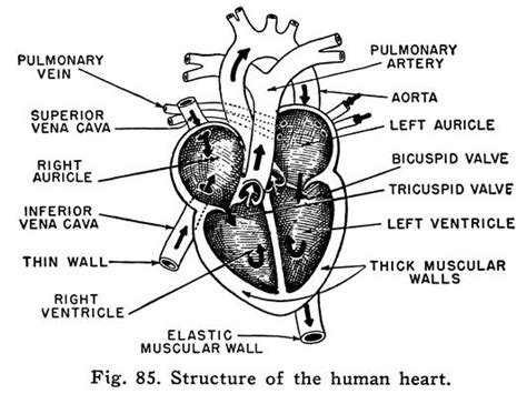 11 Labelled Human Heart Diagram Robhosking Diagram