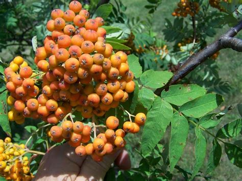 Trees Planet Sorbus Americana American Mountain Ash