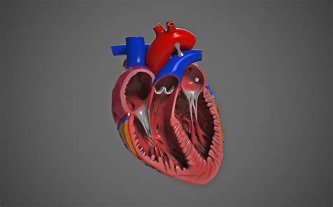 Human Heart Anatomy 3d Model Cgtrader Images
