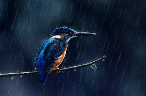 Do Birds Fly In The Rain Birdwatching Buzz
