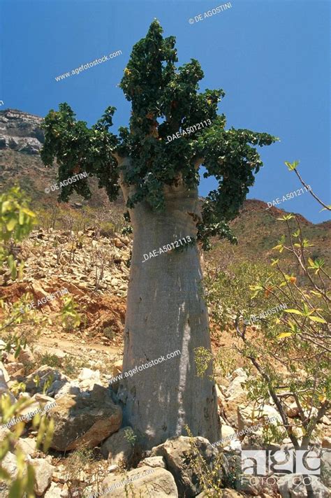Yemen Socotra Island Unesco World Heritage List 2008 Cucumber Tree