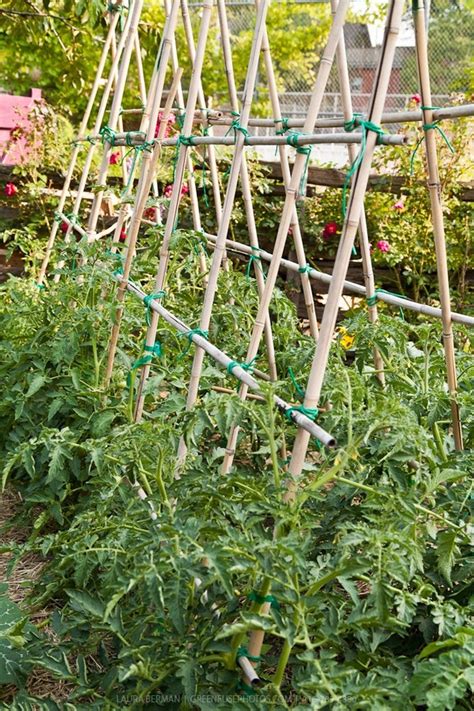 1000 Images About Bamboo Trellis On Pinterest Sweet Peas Bamboo