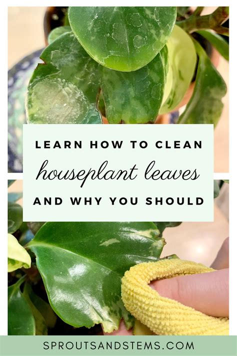 How To Easily Clean Houseplant Leaves And Why You Should House Plant