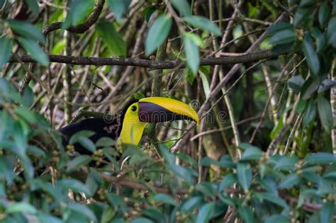 Chestnut Mandibled Toucan Ramphastos Ambiguus Swainsonii Stock Photo