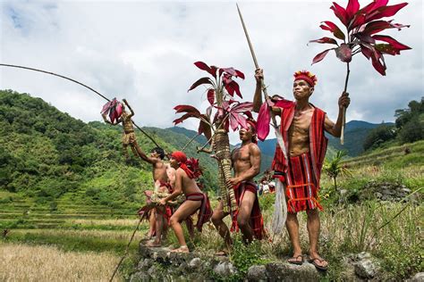 Punnuk Rice Harvest Ritual Ifugao Jacob Maentz
