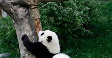 Panda Teamwork Awesome Pandas Are Awesome Pinterest Posts Cas
