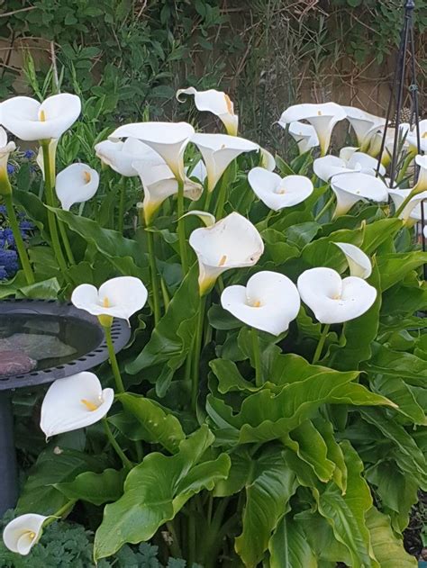 Arum Lilies In Bloom During Lockdown Time And The Weather Has Been