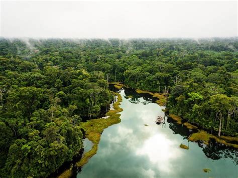 An Aerial View Of A River In The Middle Of A Forest Filled With Lots Of