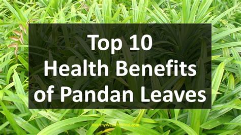 Top 10 Health Benefits Of Pandan Leaves Healthy Wealthy Tips Youtube