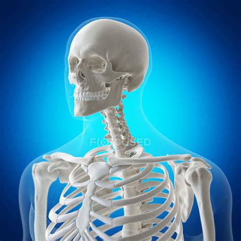 Digital Illustration Of Neck Bones In Human Skeleton — Intervertebral