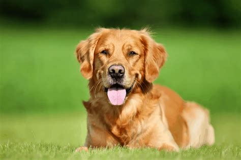 Essential Guide How To Take Care Of Golden Retriever Puppies