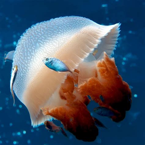 Transparent Ocean Jellyfish Macro Ipad Air Wallpapers Free Download