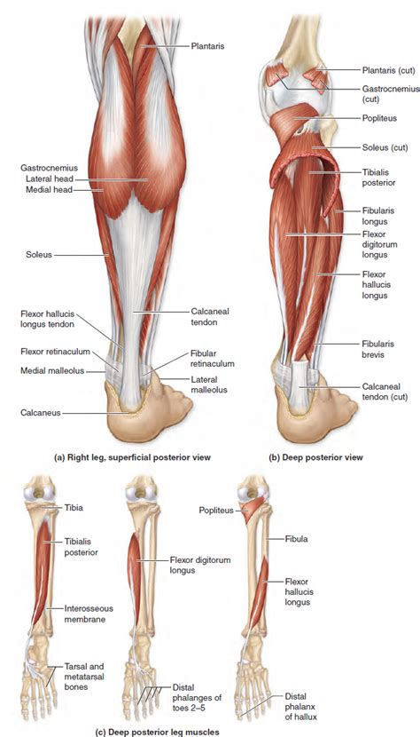 1136 Muscles Of The Posterior Leg In 2021 Human Muscle Anatomy