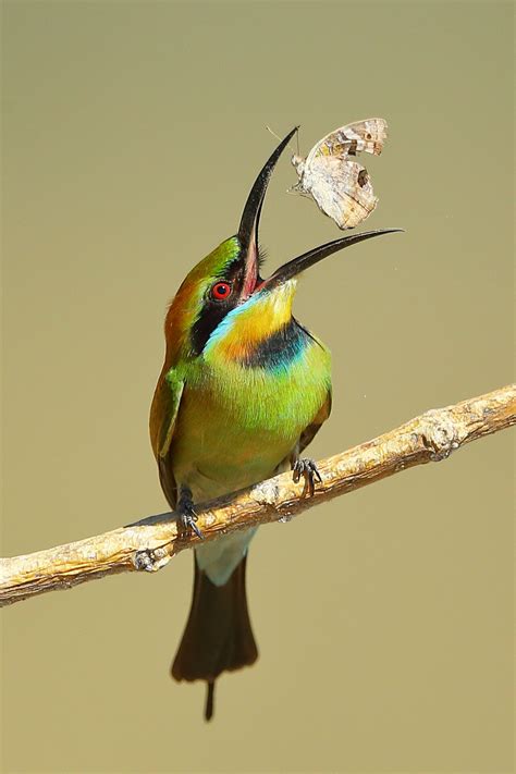 The Birdlife Australia Photography Awards Celebrates Conservation