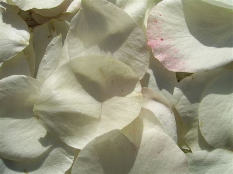 White Rose Petals Free Stock Photo Public Domain Pictures