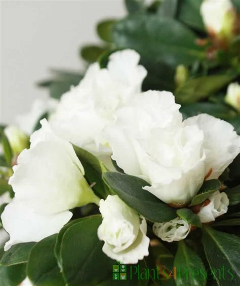 Send A White Azalea As A Plant T Quality Plants Fast