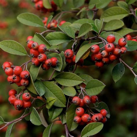 Evergreen Shrub With Red Berries Iwanadiaries