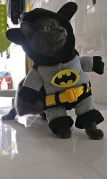 Arriba 45 Imagen Batman Cat Costume Abzlocalmx