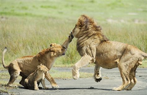 Lioness Saves Cub From Aggressive Father Sciencetechnology Nigeria