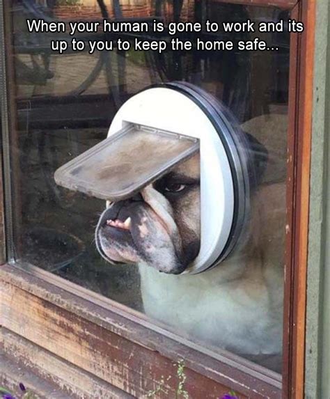 Funny Animal Picture Dump Of The Day 26 Pics Funny Dog Memes Funny