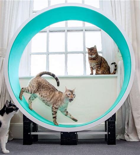 Building Your Own Purrfect Cat Exercise Wheel 3 Fun Facts