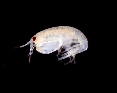 Breaking News Revolutionary Discovery Of Stunning New Marine Species