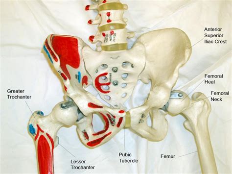 Parts Of Pelvis Bone